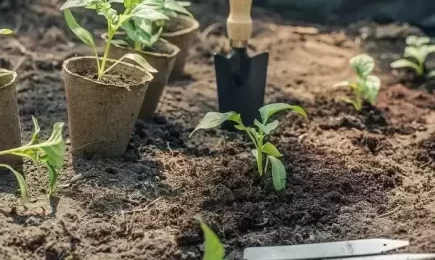 Kaip suplanuoti daržą ir apskaičiuoti reikiamą sėklų kiekį?