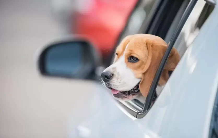 Karščio pavojus augintiniams: kaip vasarą automobilyje turėtų keliauti keturkojai